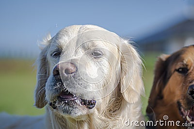 Funny portrait of a smiling dogs Stock Photo