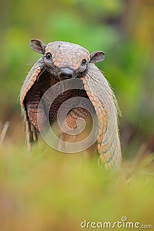 Funny portrait of Southern Naked-tailed Armadillo, Cabassous unicinctus, Pantanal, Brazil Stock Photo