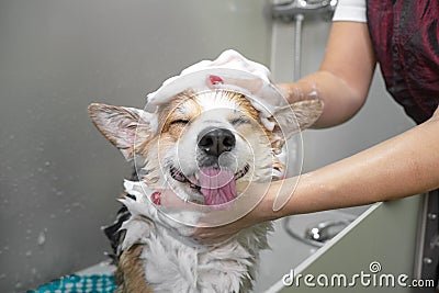 Funny portrait of a welsh corgi pembroke dog showering with shampoo. Dog taking a bubble bath in grooming salon Stock Photo