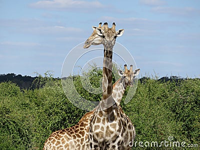 Funny Posing Giraffes in the Okovango, Botswana Stock Photo