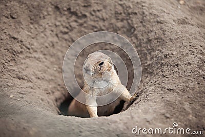 funny prairie dog went out for a walk, the wild life of the fauna of North America Stock Photo