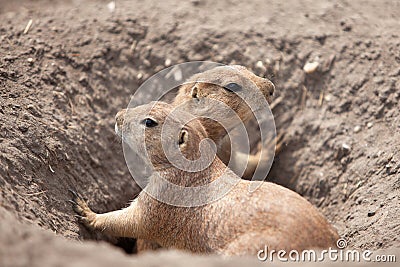 funny prairie dog went out for a walk, the wild life of the fauna of North America Stock Photo