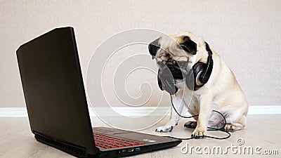 Funny Pug Dog with Big Headphones Looks at the Screen of a Laptop ...