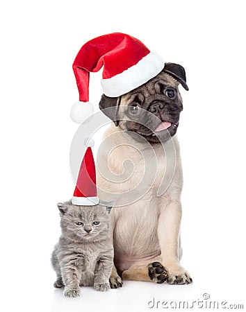 Funny pug puppy sitting and tiny scottish cat in red christmas h Stock Photo