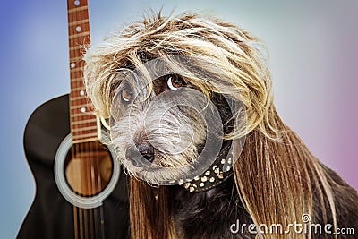 Funny Punk Rock Star Dog Stock Photo