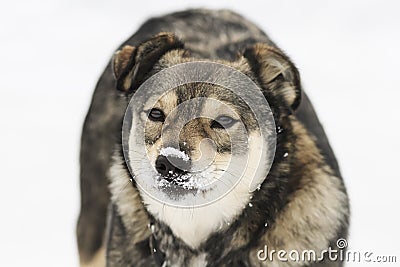 Funny pup with a snowy nose looks straight Stock Photo