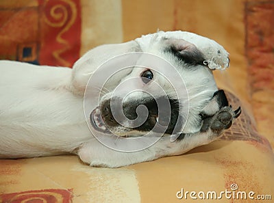 Funny puppy Stock Photo