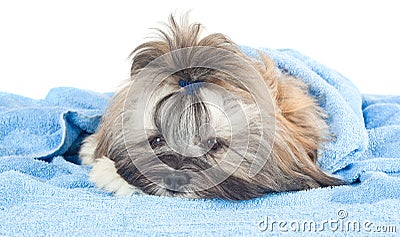 Funny puppy with a blue towel Stock Photo