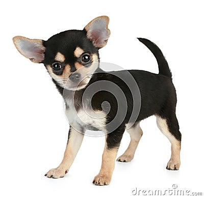 Funny puppy Chihuahua (2 months) Stock Photo