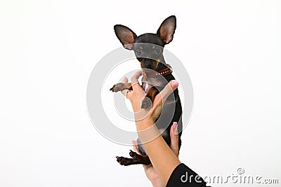 Funny puppy chihuahua in female hands isolated on white Stock Photo