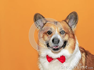 Funny puppy corgi dogs with big ears on yellow isolated background portrait Stock Photo