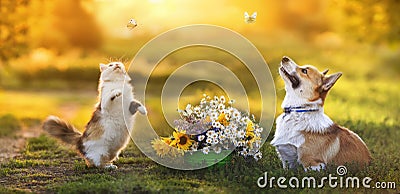 Funny puppy dog corgi and fluffy cat catch butterflies in a sunny summer garden next to a bouquet of flowers Stock Photo