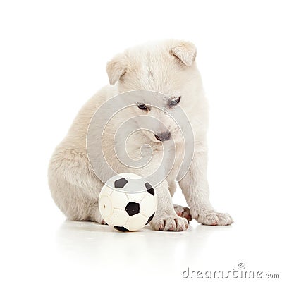 Funny puppy dog pet playing with ball Stock Photo