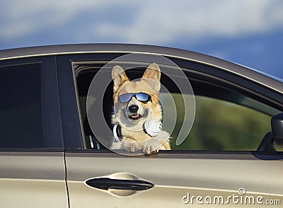 funny dog red Corgi in sunglasses and headphones leans out of the car window during a country trip Stock Photo