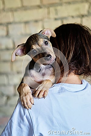 funny puppy in the hands of volunteer. Homeless puppies. Animal help concept Stock Photo