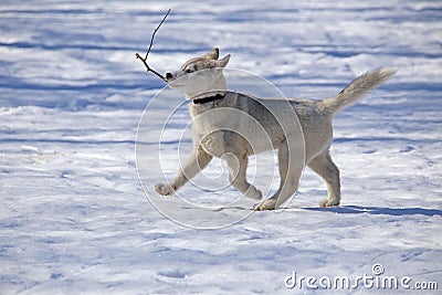 Funny Puppy Husky is a twig Stock Photo