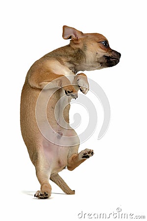 Funny puppy jumping Stock Photo