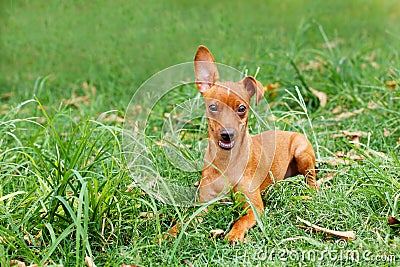 Funny puppy of Miniature Pinscher and pooch playing on green grass in yard Stock Photo