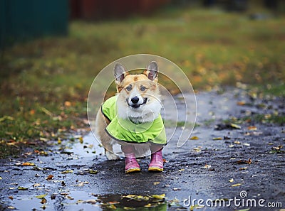 funny puppy a haired Corgi dog stands by a puddle on a walk in rubber boots and a raincoat on an autumn rainy day and smiles Stock Photo