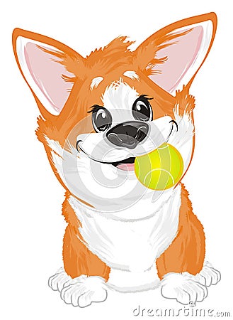 Corgi and tennis Stock Photo