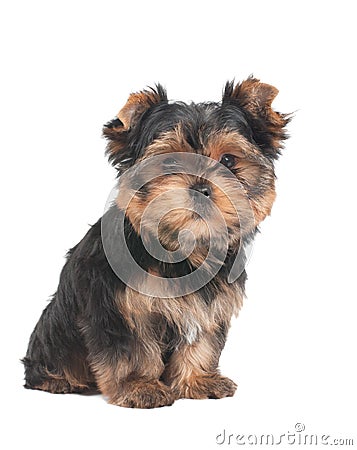 Funny puppy sits on white background Stock Photo