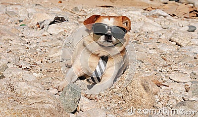 Funny puppy in sunglasses Stock Photo