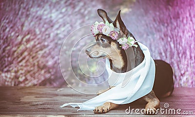 Funny puppy in a wreath of flowers on the background of a lavender field. Romantic image, lady dog, spring summer. Stock Photo