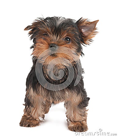 Funny puppy Stock Photo