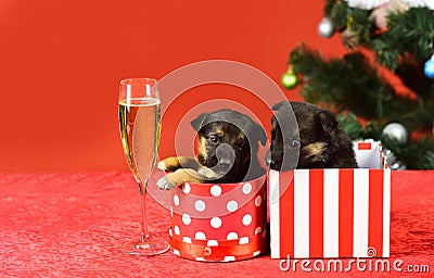Funny pyppy dog with champagne. Puppy and gift boxes on new year background, christmas. Funny puppy in a gift box for Stock Photo