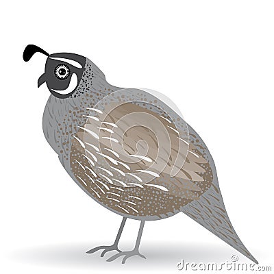 Funny quail on a white background. Vector Illustration