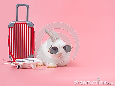 Funny rabbit wearing sunglasses and the red luggage, airplane going on vacation. Stock Photo