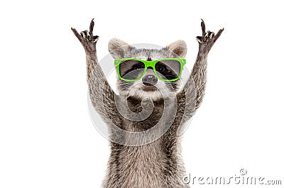 Funny raccoon in green sunglasses showing a rock gesture Stock Photo