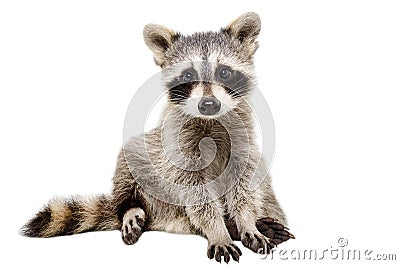 Funny raccoon Stock Photo