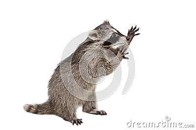 Funny raccoon standing on his hind legs Stock Photo