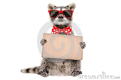 Funny raccoon in sunglasses and bow with banner in paw Stock Photo