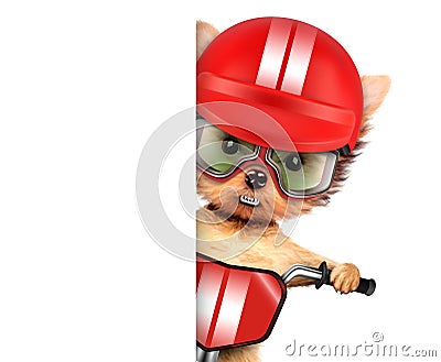 Funny racer dog with bike, helmet and googles Stock Photo