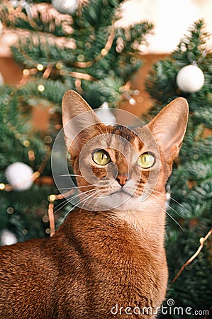 Funny Abyssinian cat next to decorated Christmas tree with garland lights. Stock Photo