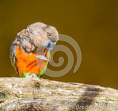 Funny red bellied parrot looking like hes thinking or has an idea Stock Photo