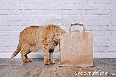 Funny red cat looking curios inside a paper bag. Stock Photo