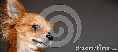 Funny red Chihuahua portrait Stock Photo