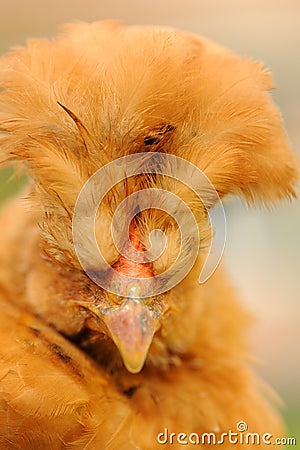 Funny Red Crested Chicken Stock Photo