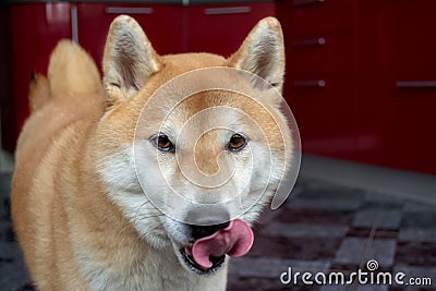 Funny red dog, licking his lips. Muzzle close-up, tongue sticking out. Shiba Inu Stock Photo