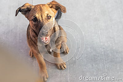 Funny watchdog puppy looks at camera sitting on grey ground Stock Photo