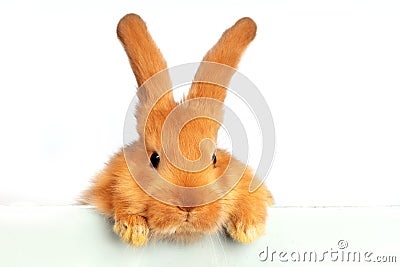 A funny red rabbit peeks out over Stock Photo