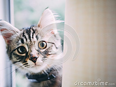 Funny resting cat in the balcony, young kitten in the terrace. Stock Photo