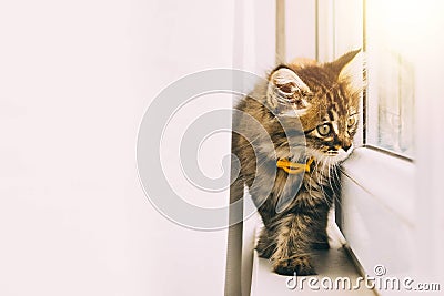 Funny resting cat Stock Photo