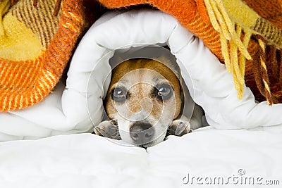 Funny resting dog muzzle Stock Photo