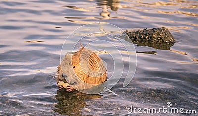 Funny river animal with apple slice in paws Stock Photo