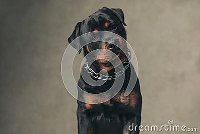 Funny rottweiler dog with collar holding tongue out and panting Stock Photo