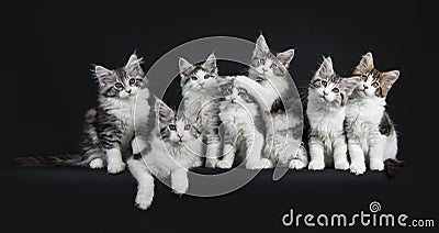 Funny row of seven playing black tabby with white Maine Coons cat Stock Photo